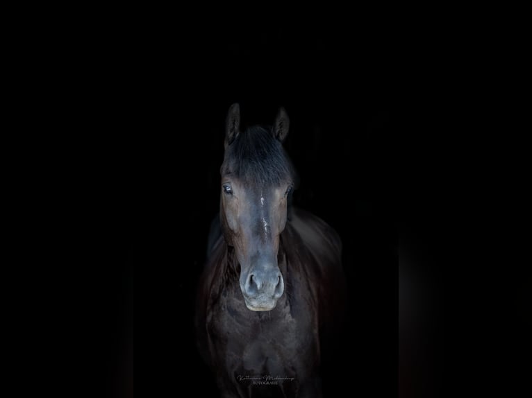 Deutsches Reitpony Wallach 4 Jahre 151 cm Rappe in Osnabrück