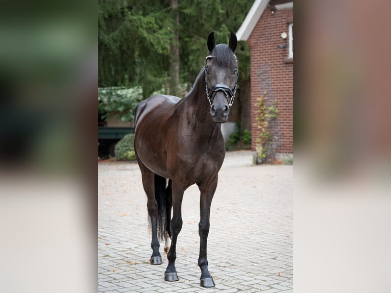 Deutsches Reitpony Wallach 4 Jahre 151 cm Rappe in Osnabrück