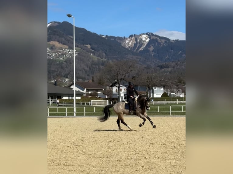 Deutsches Reitpony Wallach 4 Jahre 152 cm Buckskin in Wangen im Allg&#xE4;u