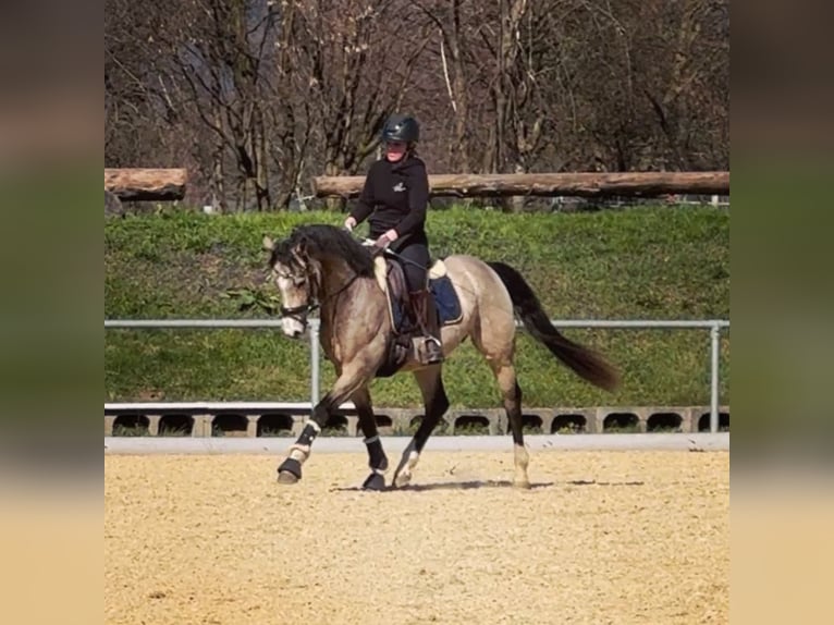 Deutsches Reitpony Wallach 4 Jahre 152 cm Buckskin in Wangen im Allg&#xE4;u