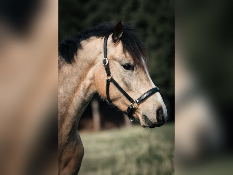 Deutsches Reitpony Wallach 4 Jahre 152 cm Buckskin in Wangen im Allg&#xE4;u