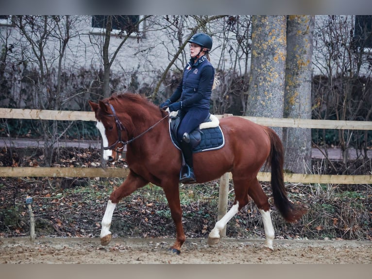 Deutsches Reitpony Wallach 4 Jahre 152 cm Dunkelfuchs in Borgentreich