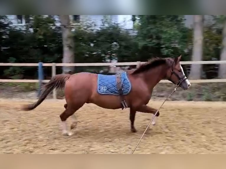Deutsches Reitpony Wallach 4 Jahre 152 cm Dunkelfuchs in Borgentreich