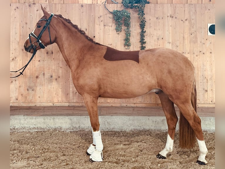 Deutsches Reitpony Wallach 4 Jahre 152 cm Fuchs in Ampflwang