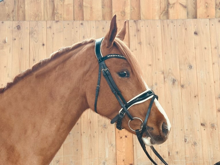 Deutsches Reitpony Wallach 4 Jahre 152 cm Fuchs in Ampflwang