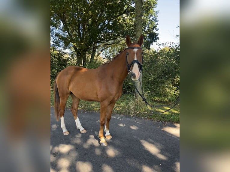 Deutsches Reitpony Wallach 4 Jahre 152 cm Fuchs in Krefeld