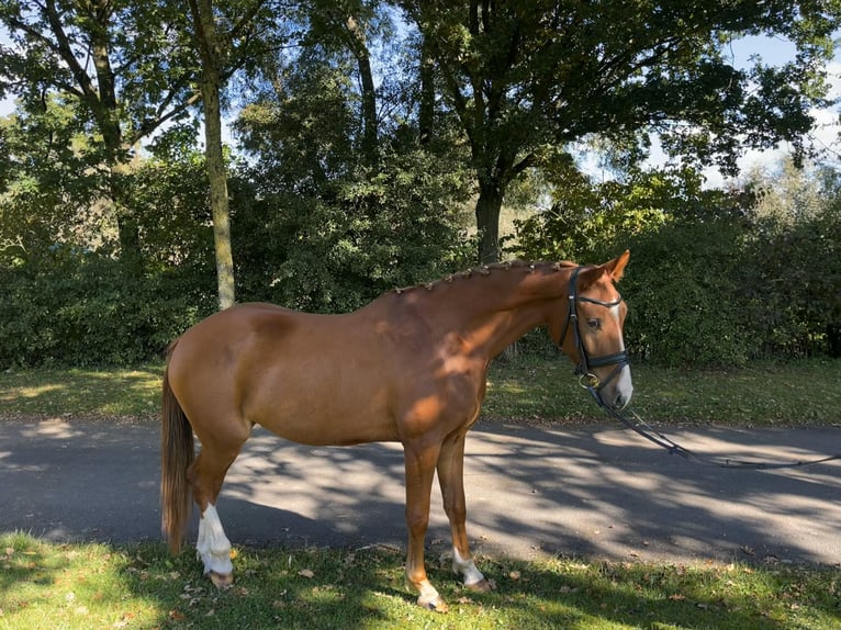 Deutsches Reitpony Wallach 4 Jahre 152 cm Fuchs in Krefeld