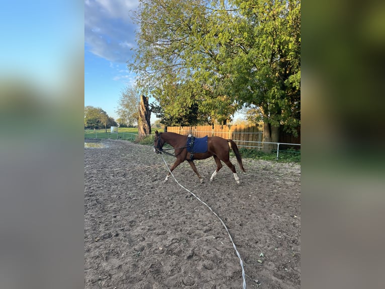 Deutsches Reitpony Wallach 4 Jahre 152 cm Fuchs in Krefeld