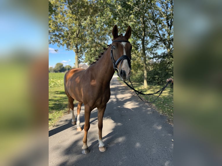 Deutsches Reitpony Wallach 4 Jahre 152 cm Fuchs in Krefeld