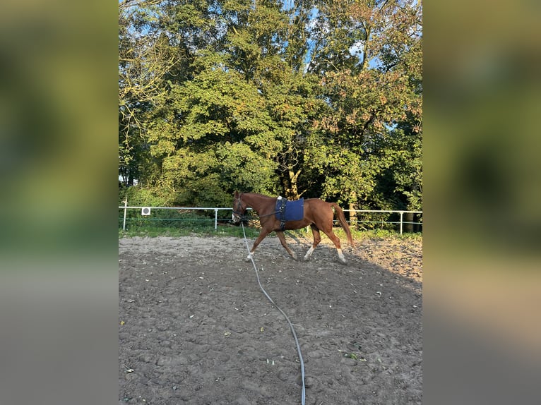 Deutsches Reitpony Wallach 4 Jahre 152 cm Fuchs in Krefeld