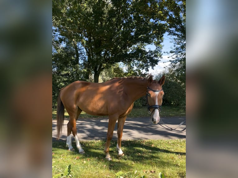 Deutsches Reitpony Wallach 4 Jahre 152 cm Fuchs in Krefeld