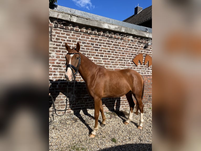 Deutsches Reitpony Wallach 4 Jahre 152 cm Fuchs in Krefeld