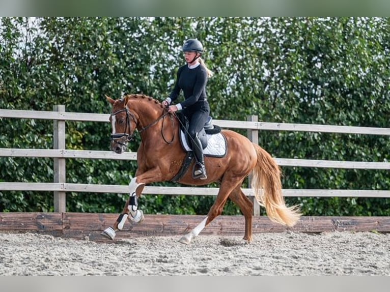 Deutsches Reitpony Wallach 4 Jahre 152 cm Fuchs in Schoorl