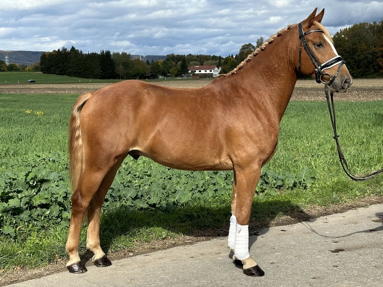 Deutsches Reitpony Mix Wallach 4 Jahre 152 cm Fuchs in Riedlingen