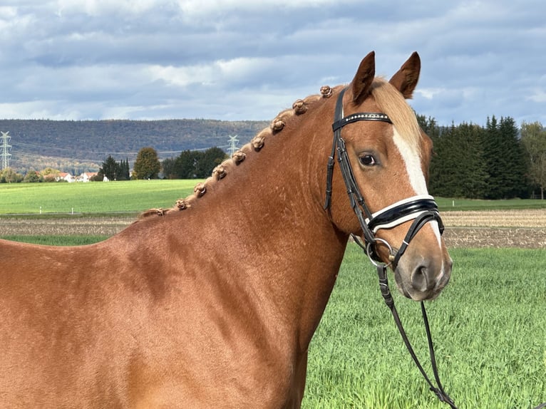 Deutsches Reitpony Mix Wallach 4 Jahre 152 cm Fuchs in Riedlingen