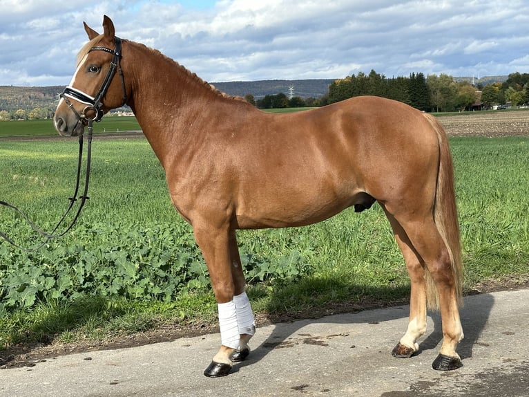 Deutsches Reitpony Mix Wallach 4 Jahre 152 cm Fuchs in Riedlingen