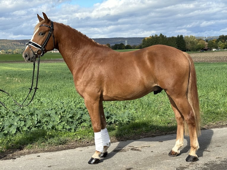 Deutsches Reitpony Mix Wallach 4 Jahre 152 cm Fuchs in Riedlingen