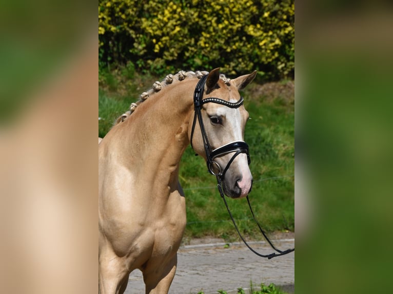 Deutsches Reitpony Wallach 4 Jahre 152 cm Palomino in F&#xFC;rstenau