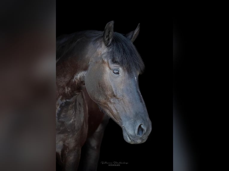 Deutsches Reitpony Wallach 4 Jahre 152 cm Rappe in Wallenhorst