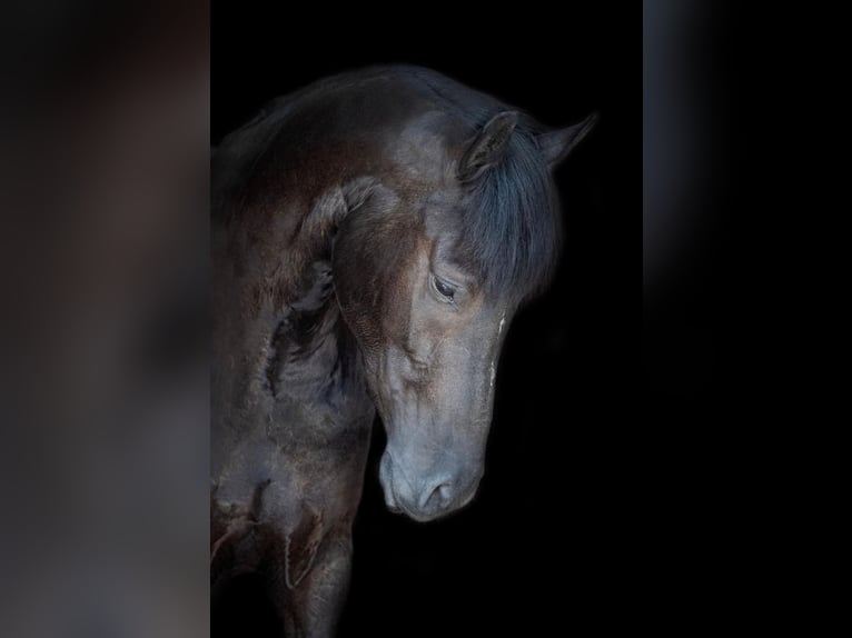 Deutsches Reitpony Wallach 4 Jahre 152 cm Rappe in Wallenhorst