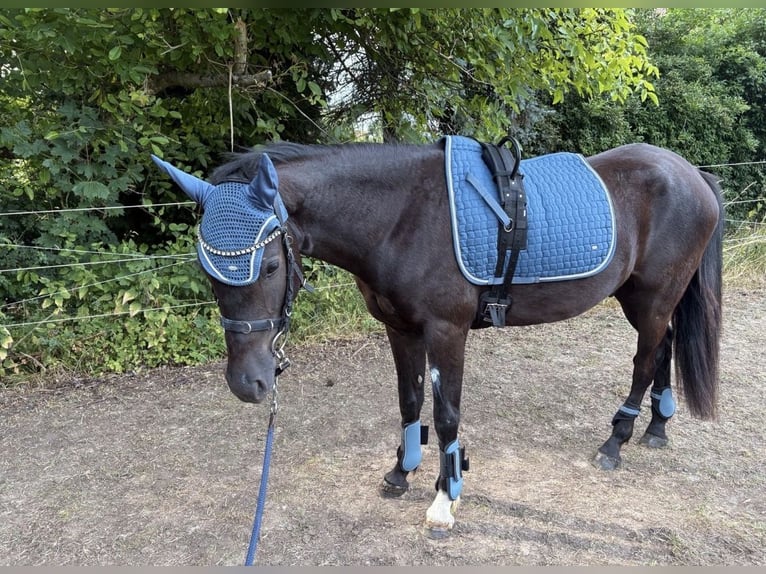 Deutsches Reitpony Wallach 4 Jahre 152 cm Rappe in Homberg (Efze)
