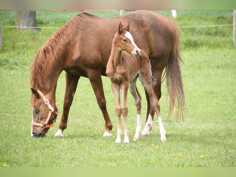 Deutsches Reitpony Wallach 4 Jahre 153 cm Brauner in Blender