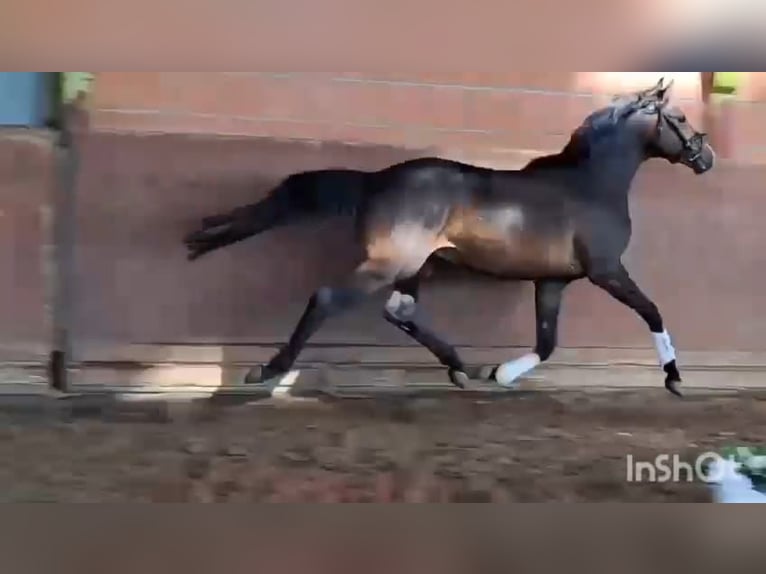 Deutsches Reitpony Wallach 4 Jahre 153 cm Brauner in Hamburg