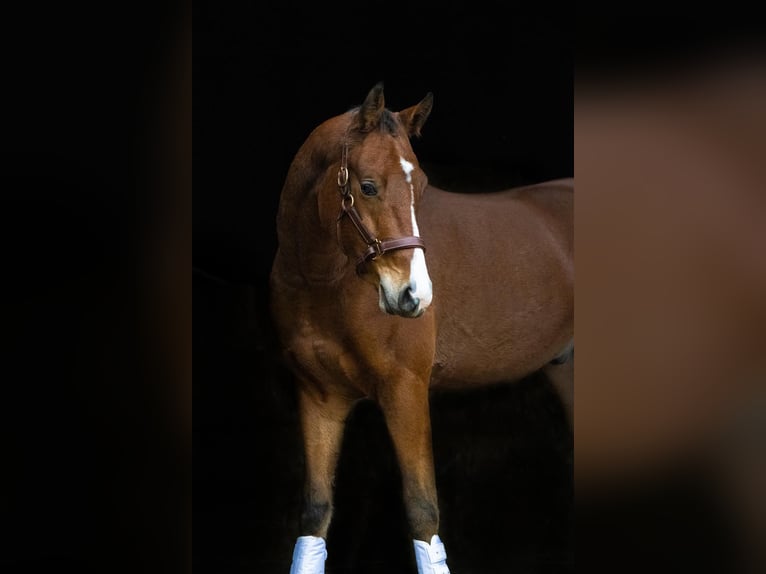 Deutsches Reitpony Wallach 4 Jahre 153 cm Brauner in Gelchsheim 97255