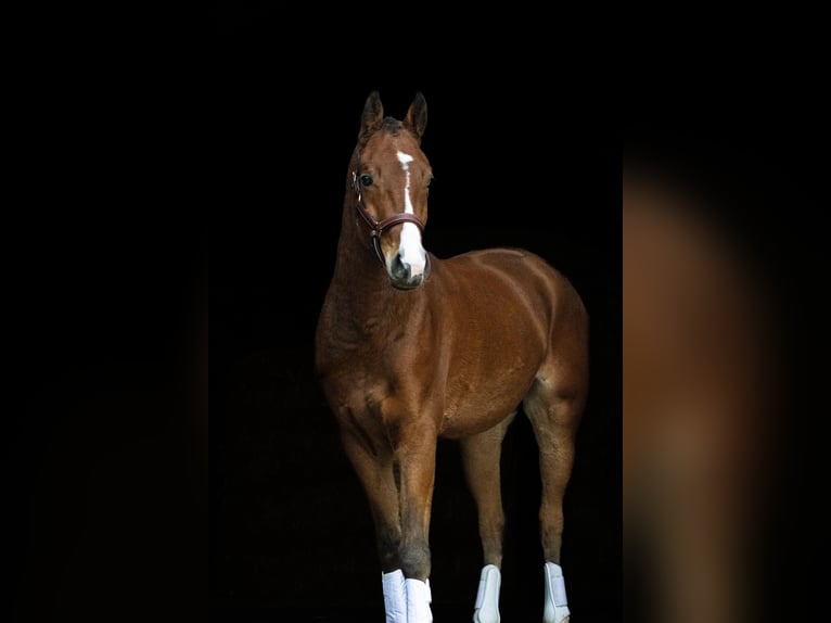 Deutsches Reitpony Wallach 4 Jahre 153 cm Brauner in Gelchsheim 97255