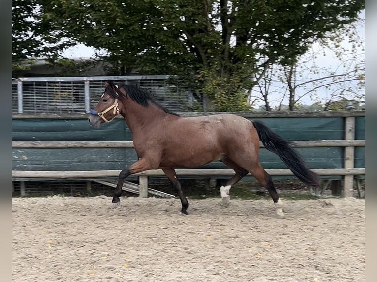 Deutsches Reitpony Wallach 4 Jahre 153 cm Brauner in Siegen