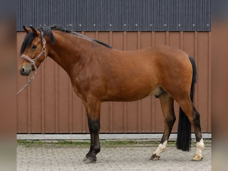 Deutsches Reitpony Wallach 4 Jahre 153 cm Brauner in Nottuln