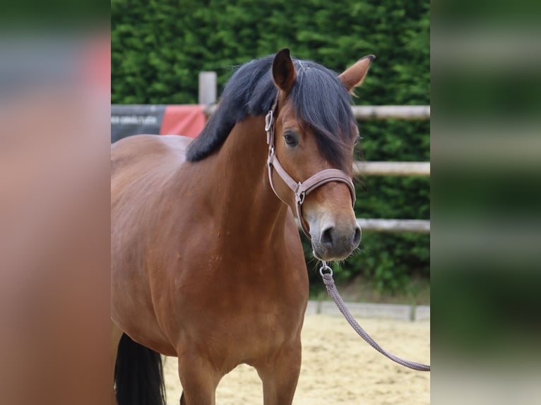Deutsches Reitpony Wallach 4 Jahre 153 cm Brauner in Nottuln