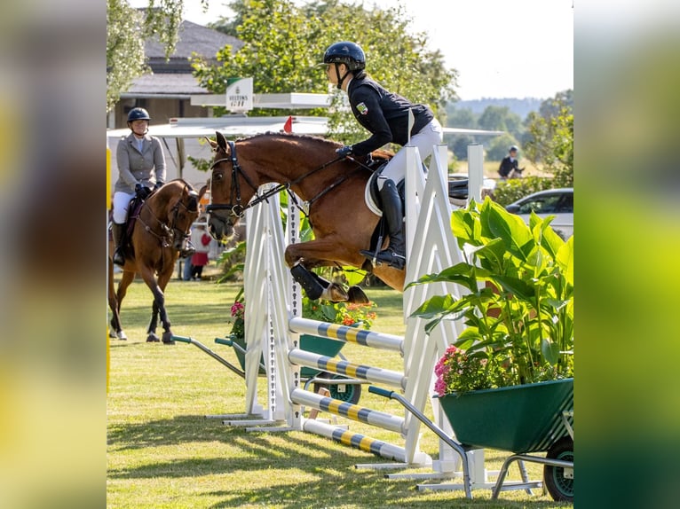 Deutsches Reitpony Wallach 4 Jahre 153 cm Brauner in Bülstringen