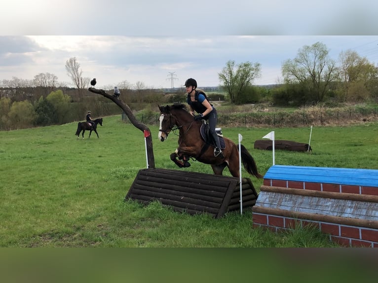 Deutsches Reitpony Wallach 4 Jahre 153 cm Brauner in Bülstringen