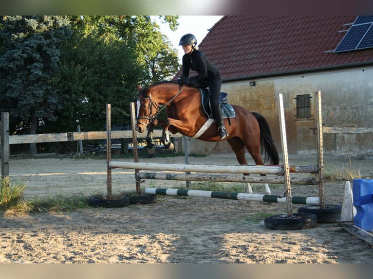 Deutsches Reitpony Wallach 4 Jahre 153 cm Brauner in Blender