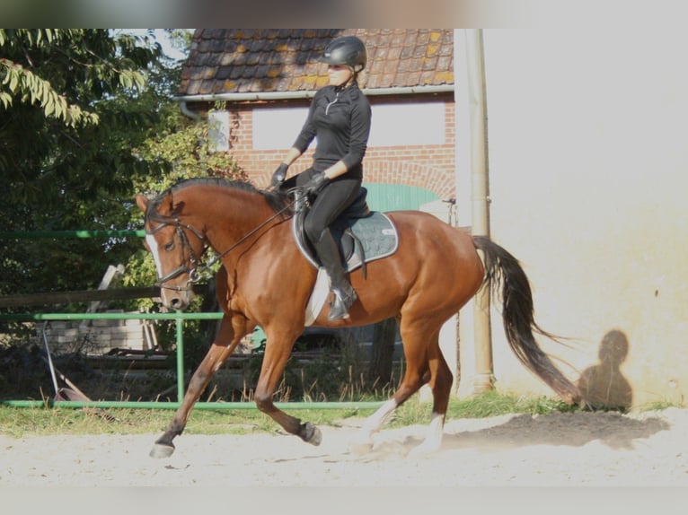 Deutsches Reitpony Wallach 4 Jahre 153 cm Brauner in Blender