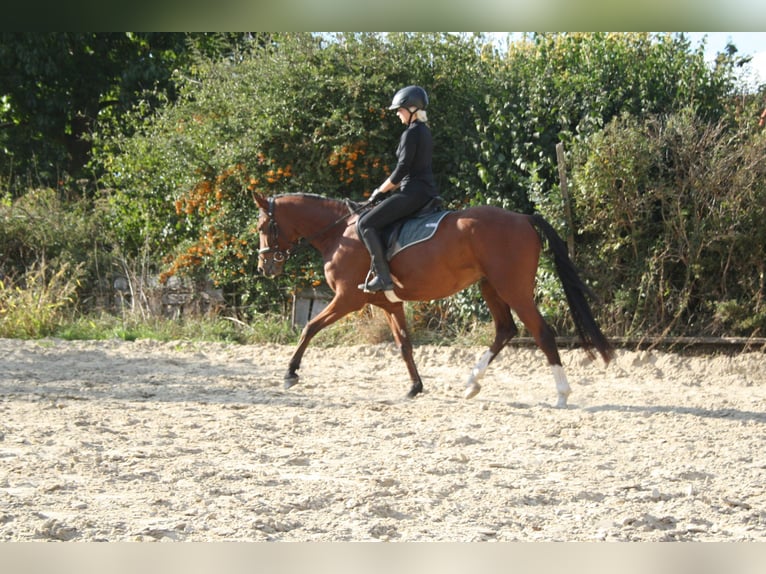 Deutsches Reitpony Wallach 4 Jahre 153 cm Brauner in Blender
