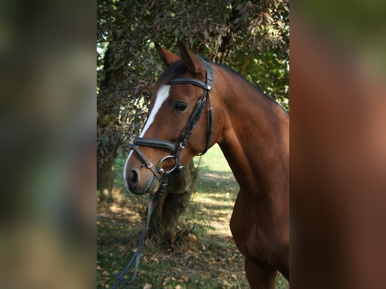 Deutsches Reitpony Wallach 4 Jahre 153 cm Brauner in Blender