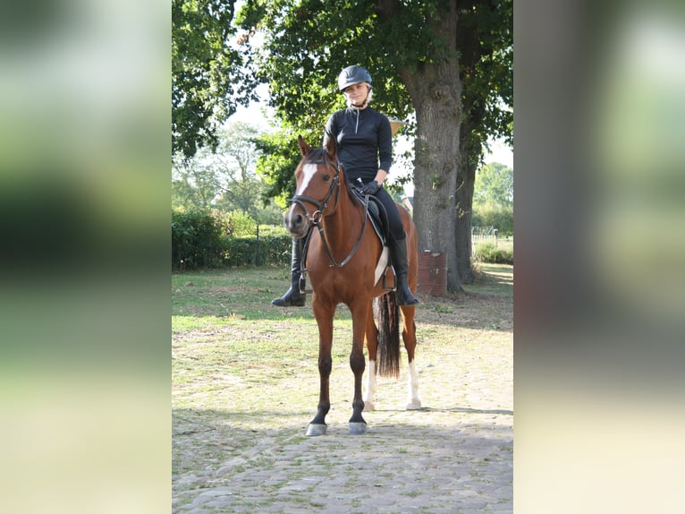 Deutsches Reitpony Wallach 4 Jahre 153 cm Brauner in Blender