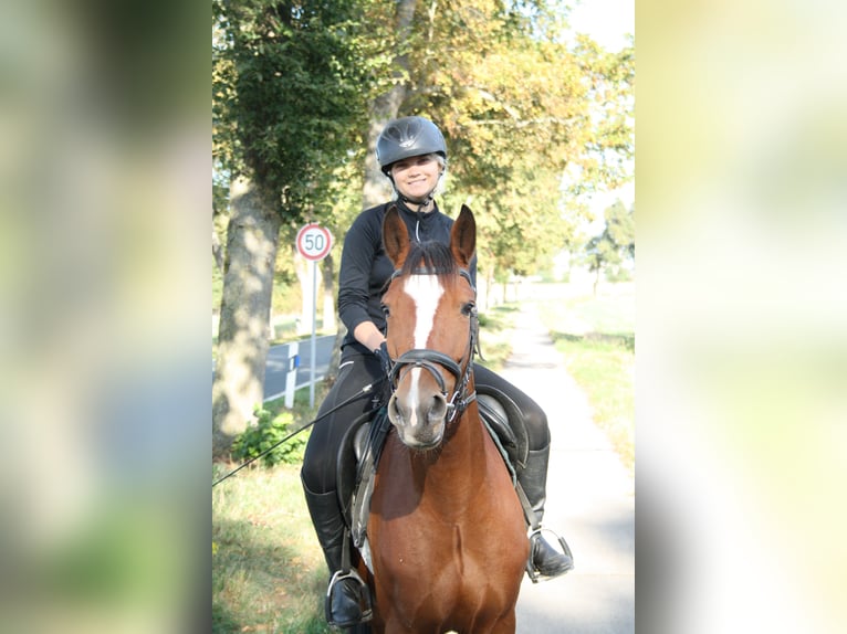 Deutsches Reitpony Wallach 4 Jahre 153 cm Brauner in Blender