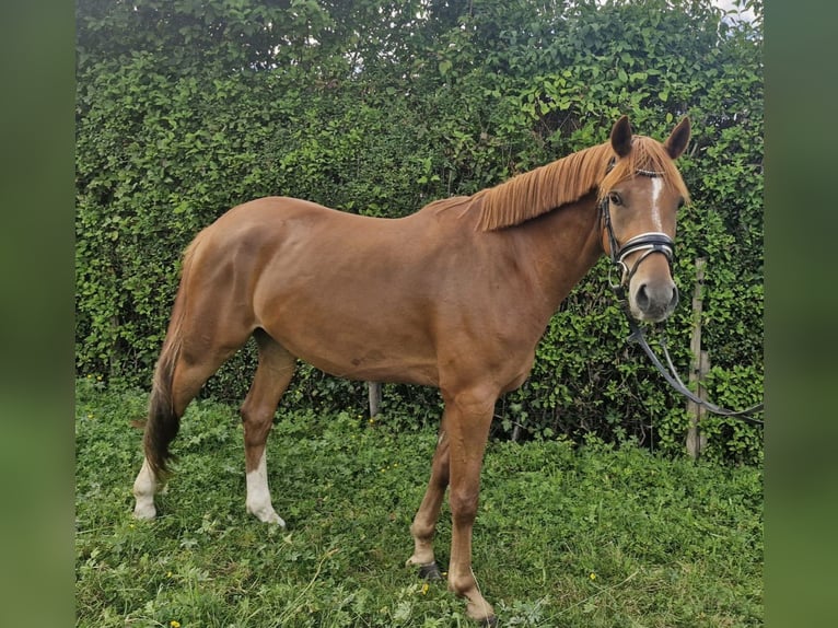 Deutsches Reitpony Wallach 4 Jahre 153 cm Fuchs in Bassum