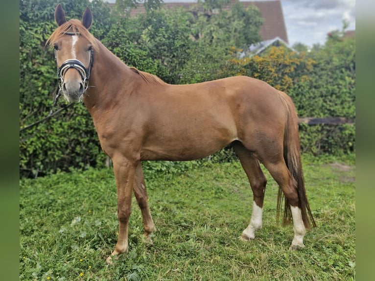 Deutsches Reitpony Wallach 4 Jahre 153 cm Fuchs in Bassum