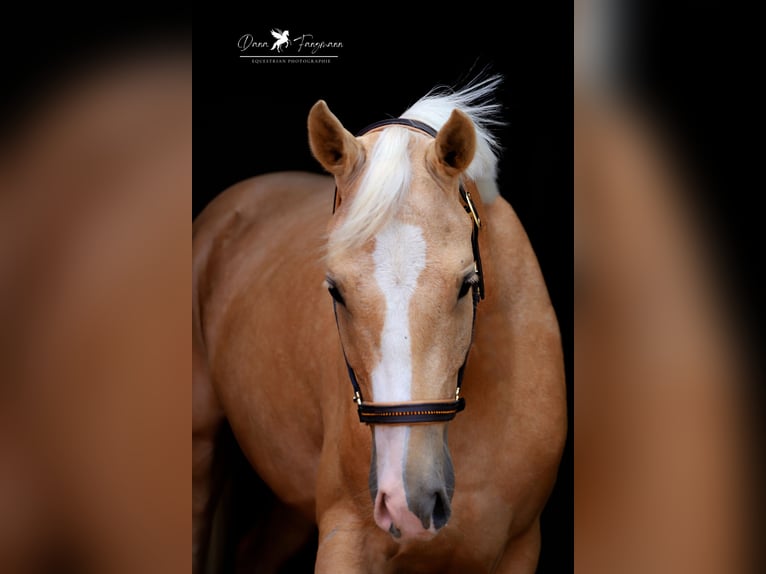 Deutsches Reitpony Wallach 4 Jahre 153 cm Palomino in Neuenkirchen-VördenVörden