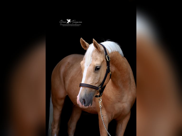 Deutsches Reitpony Wallach 4 Jahre 153 cm Palomino in Neuenkirchen-VördenVörden