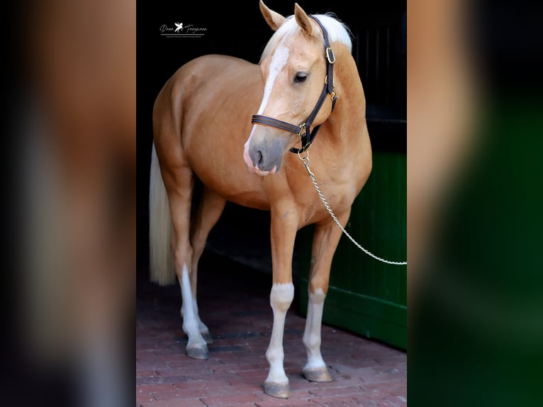 Deutsches Reitpony Wallach 4 Jahre 153 cm Palomino in Neuenkirchen-VördenVörden