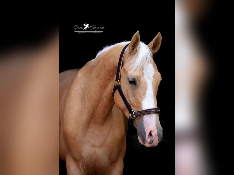 Deutsches Reitpony Wallach 4 Jahre 153 cm Palomino in Neuenkirchen-VördenVörden