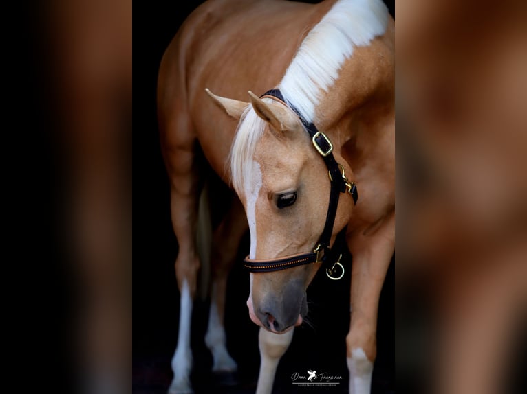 Deutsches Reitpony Wallach 4 Jahre 153 cm Palomino in Neuenkirchen-VördenVörden