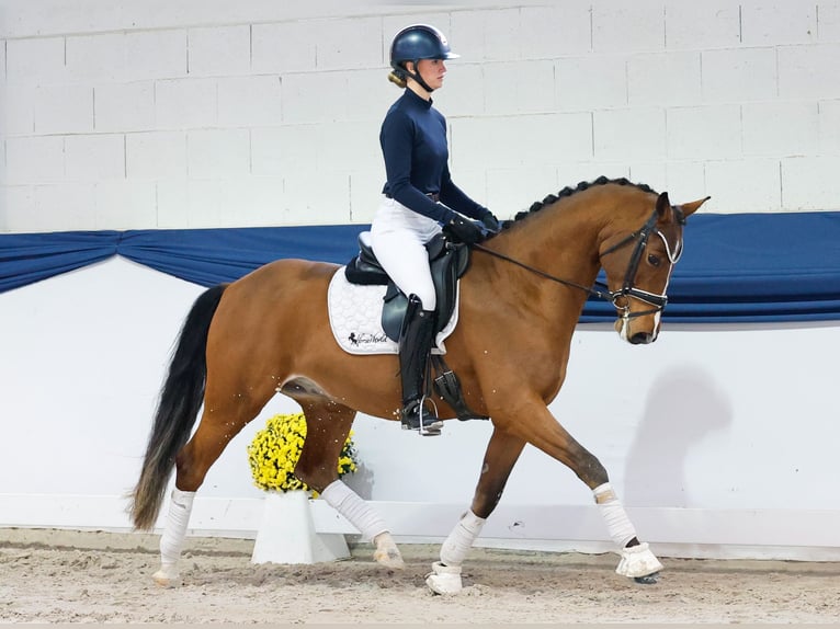 Deutsches Reitpony Wallach 4 Jahre 154 cm Brauner in Marsberg