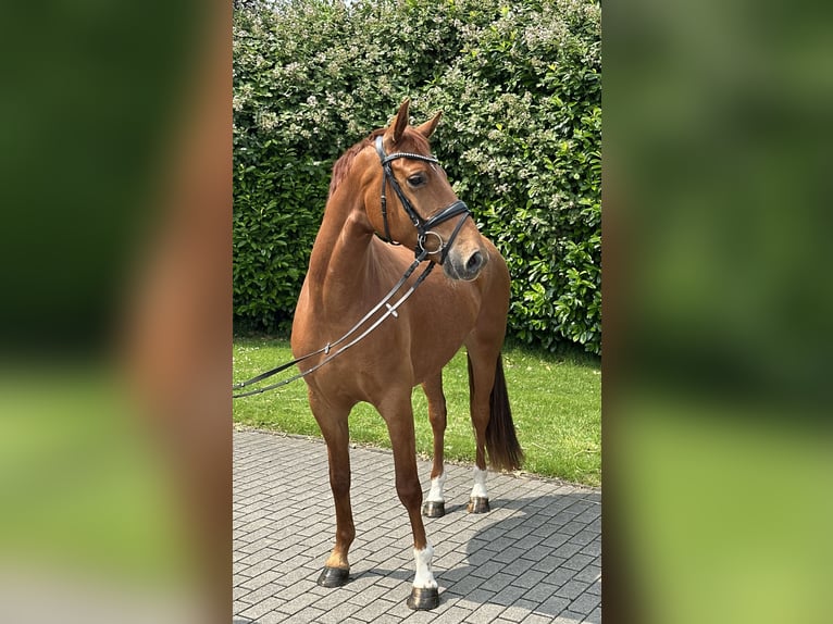 Deutsches Reitpony Wallach 4 Jahre 154 cm Fuchs in H&#xFC;nxe