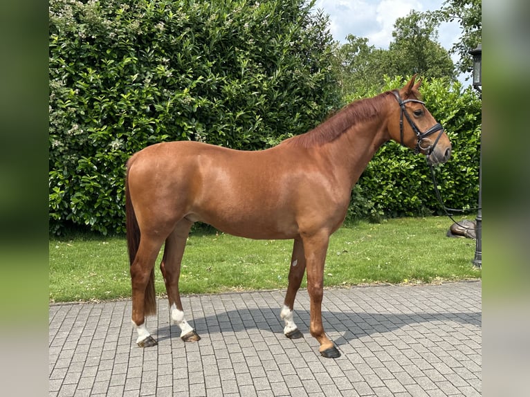 Deutsches Reitpony Wallach 4 Jahre 154 cm Fuchs in H&#xFC;nxe